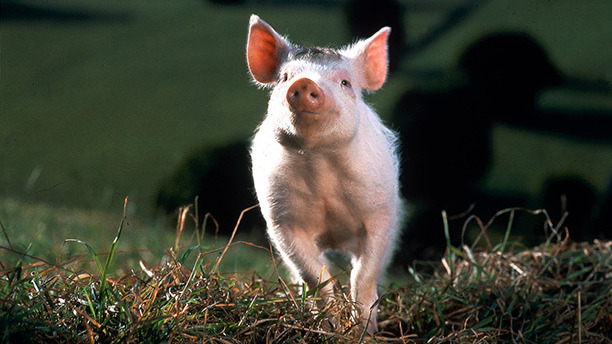 Babe (1995) Real live animals did the