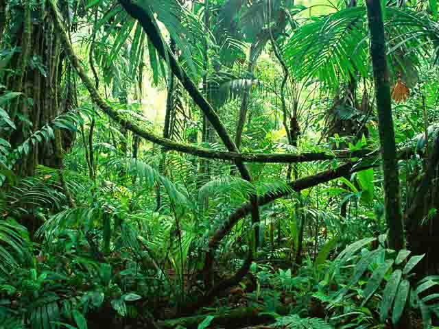 Corcovado National Park, Costa Rica Spanning nearly half of the Osa Peninsula, Corcovado National Park is one of the most biologically diverse places on the planet. It's home to 500 spec...