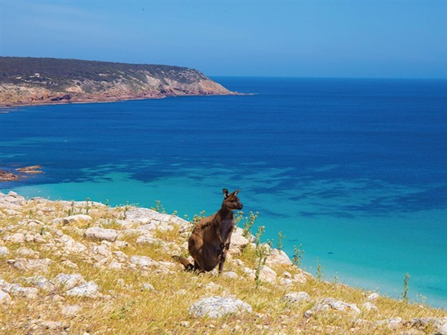 Kangaroo Island, South Australia Nestled off the coast of South Australia, Kangaroo Island is the perfect destination to disconnect and get back to nature and enjoy the “real Au...