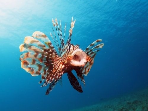 Lionfish The lionfish is another well-known venomous fish. However, people would not believe it was venomous when they are looking at it. Although it...
