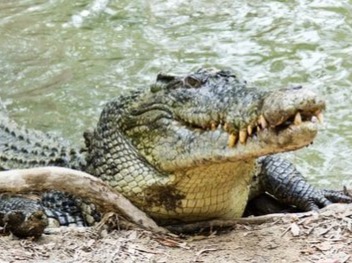 Saltwater Crocodile The saltwater crocodile is often referred to as the most dangerous animal in Australia, as it thrives both on land and in the water. When a perso...