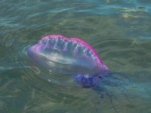 Portuguese Man-of-War The Portuguese man-of-war is one of the most enigmatic dangerous animals in the ocean. It is an invertebrate that is often mistaken for a jellyfi...