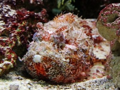 Stonefish The stonefish is living proof that an animal does not need a powerful jaw or a strong body to be a serious predator. The stone fish is only a few...