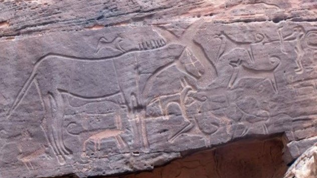 Dogs Tied To People In Saudi Arabia, recently uncovered rock art depicts what could be dogs tethered to the waists of hunters. The carvings at Shuwaymis and Jubbah s...