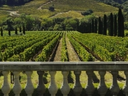 Owning a vineyard Rich people do not engage themselves in cheap alcohol, but they only settle for the best what life has to offer by buying aged bottles for good qualit...