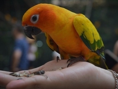Owning exotic pets There are dog people, there are cat people, there are bird people. Normally, people would be glad to have a simple and ordinary animal companion. But ...