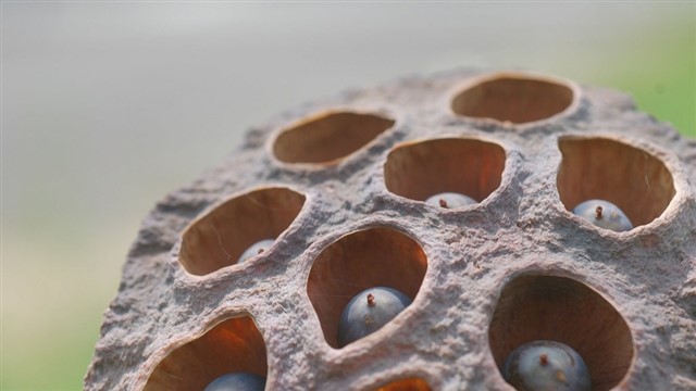 Lotus seed (liánzÇ, 莲å) Lotus seed may not be as famous as ginseng, but it is ubiquitous in China, found in soups, teas and even fresh in stir fries. In TCM, it is thought to...