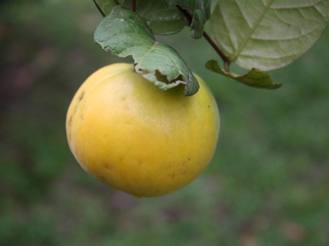 Araçá Araçá is a small fruit that comes from a species of fruiting tree native to the Amazon, and is best served in a processed form, such as ...