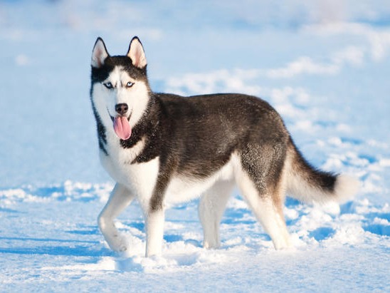Huskies A very popular dog due to their eyes. But it’s not just the eyes that makes them special, they are extremely good at pulling things for a long p...