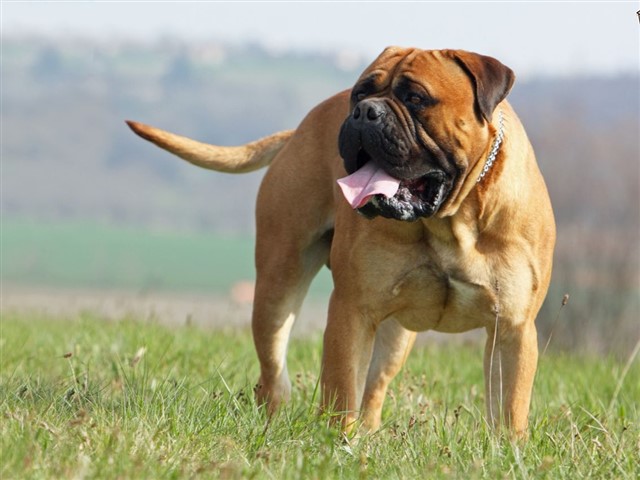 Bullmastiff Keep your children away from this dog. In 2014 a Bullmastiff jumped over a fence and attacked two teenagers playing in the neighbours garden. It kille...