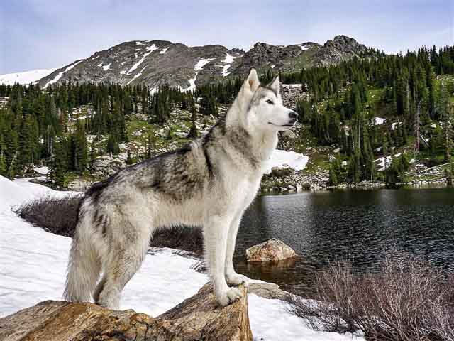 Wolfdog This dog is a hybrid between a german shepherd and a mountain wolf. That combination makes this type of dog very dangerous. They can act as perfectly ...