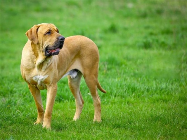 Fila Brasileiro If you don’t like agressive dogs, don’t get one of these. This originally brasilian dog was used to hunt wild boars and has an uncontrolla...