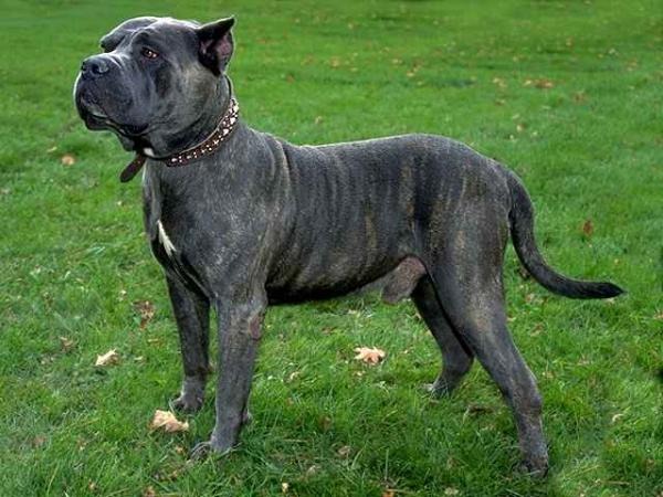 Perro De Presa Canario Made in the Canary Islands. Yes , this was made by mixing several different breeds together to get the perfect fighting dog. There’s no clear ev...