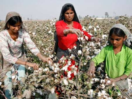 Pakistan Cotton Production in Thousand Metric Tonnes: 2,308