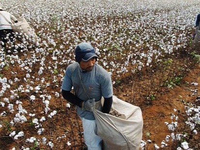 Brazil Cotton Production in Thousand Metric Tonnes: 1,524