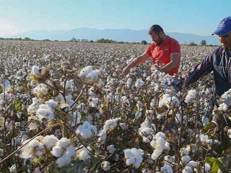 Turkey Cotton Production in Thousand Metric Tonnes: 697