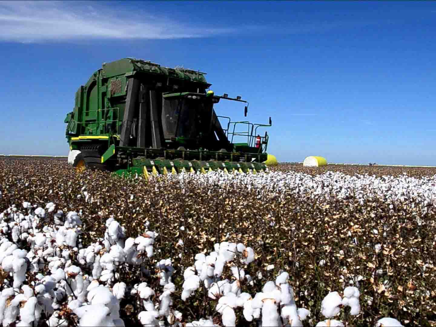 Australia Cotton Production in Thousand Metric Tonnes: 501