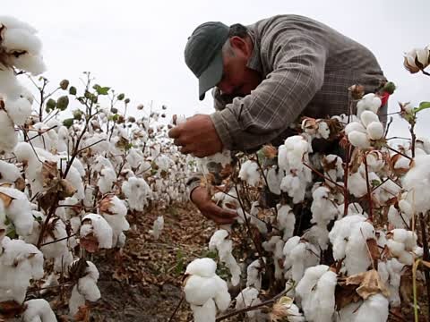 Mexico Cotton Production in Thousand Metric Tonnes: 297