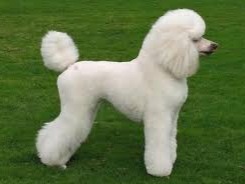 Poodle The poodle is a group of formal dog breeds, the Standard Poodle, Miniature Poodle and Toy Poodle. The origin of the...