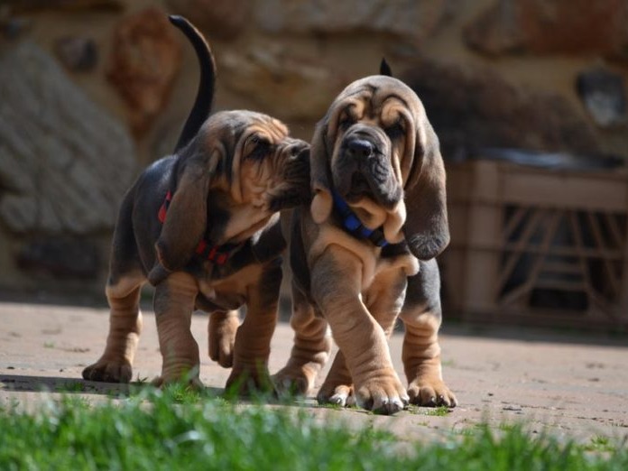 Bloodhound The Bloodhound is a large scent hound, originally bred for hunting deer, wild boar and, since the Middle Ages, for ...