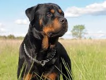 The Rottweiler (/ËˆrÉ’twaÉªlÉ™r/, UK also /-vaÉªlÉ™r/)[1][2] is a breed of domestic dog, regarded as medium-to-large[3][4] or large.[5]...